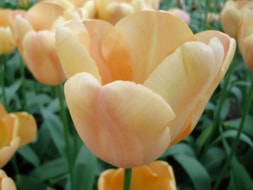 Keukenhof (41)